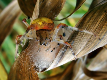 Araneus marmoreus